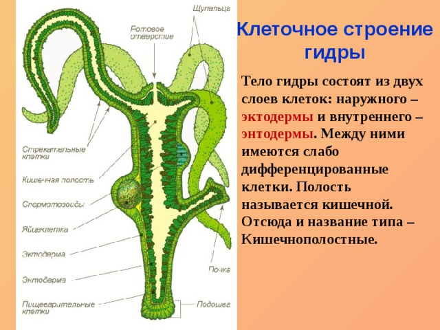 Даркнет кракен отзывы о платформе