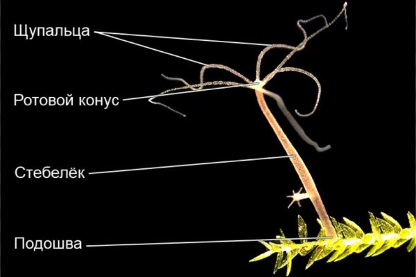 Официальные зеркала кракен